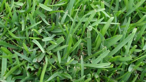 St augustine grass sod. Things To Know About St augustine grass sod. 